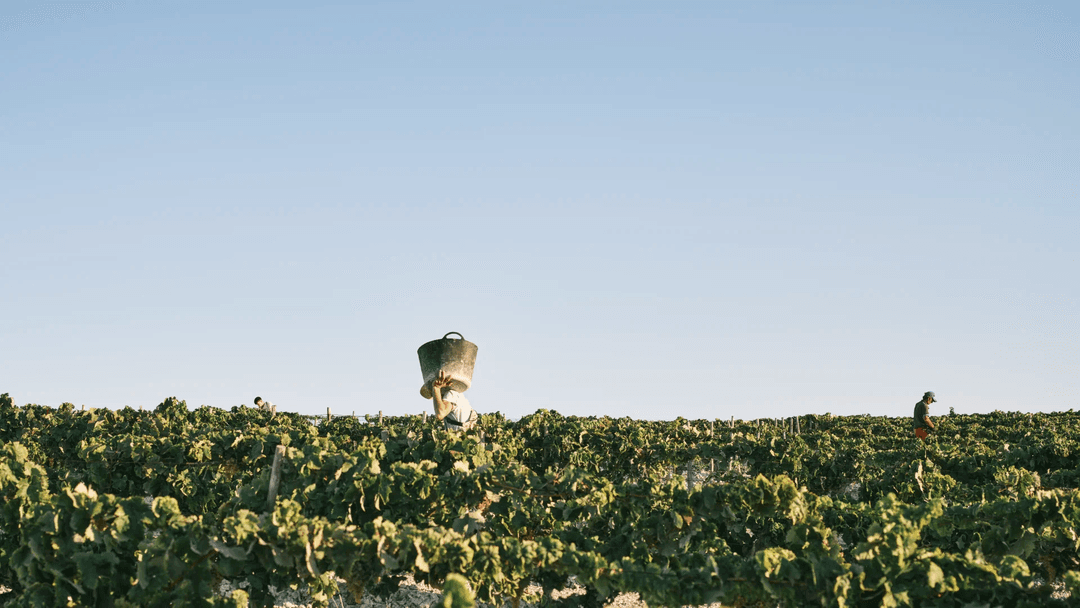 VALDESPINO AMONTILLADO CONTRABANDISTA SHERRY