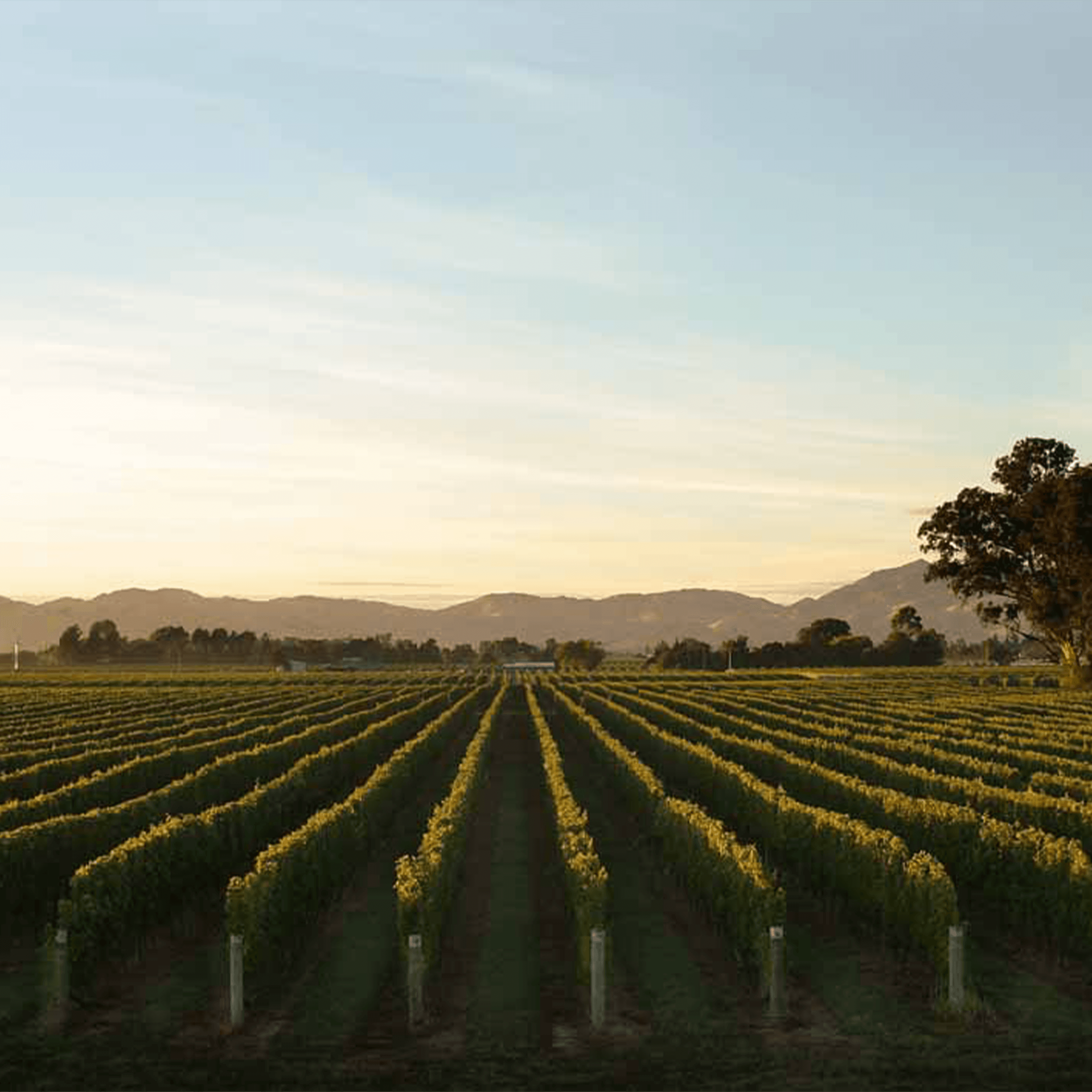 WAIRAU RIVER PINOT NOIR