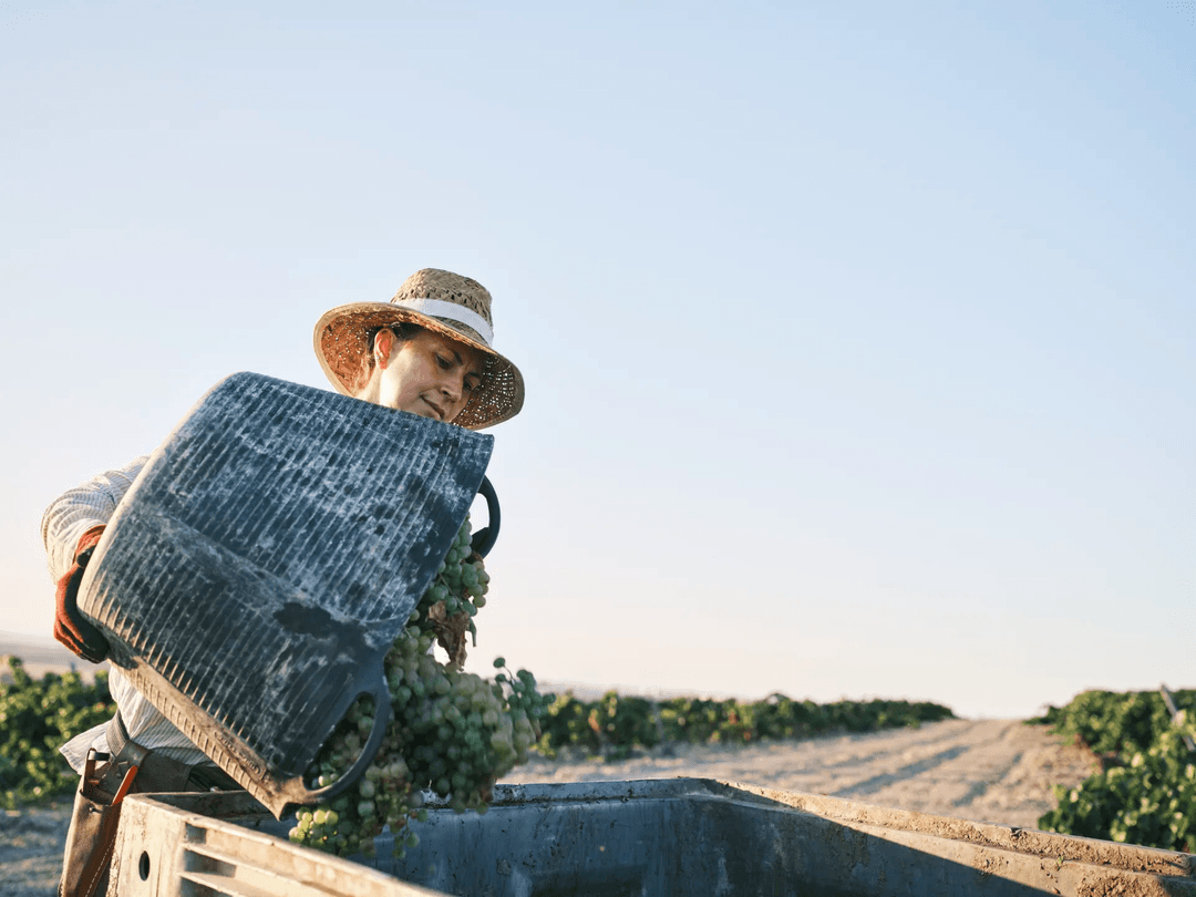 VALDESPINO AMONTILLADO TIO DIEGO SHERRY WINE