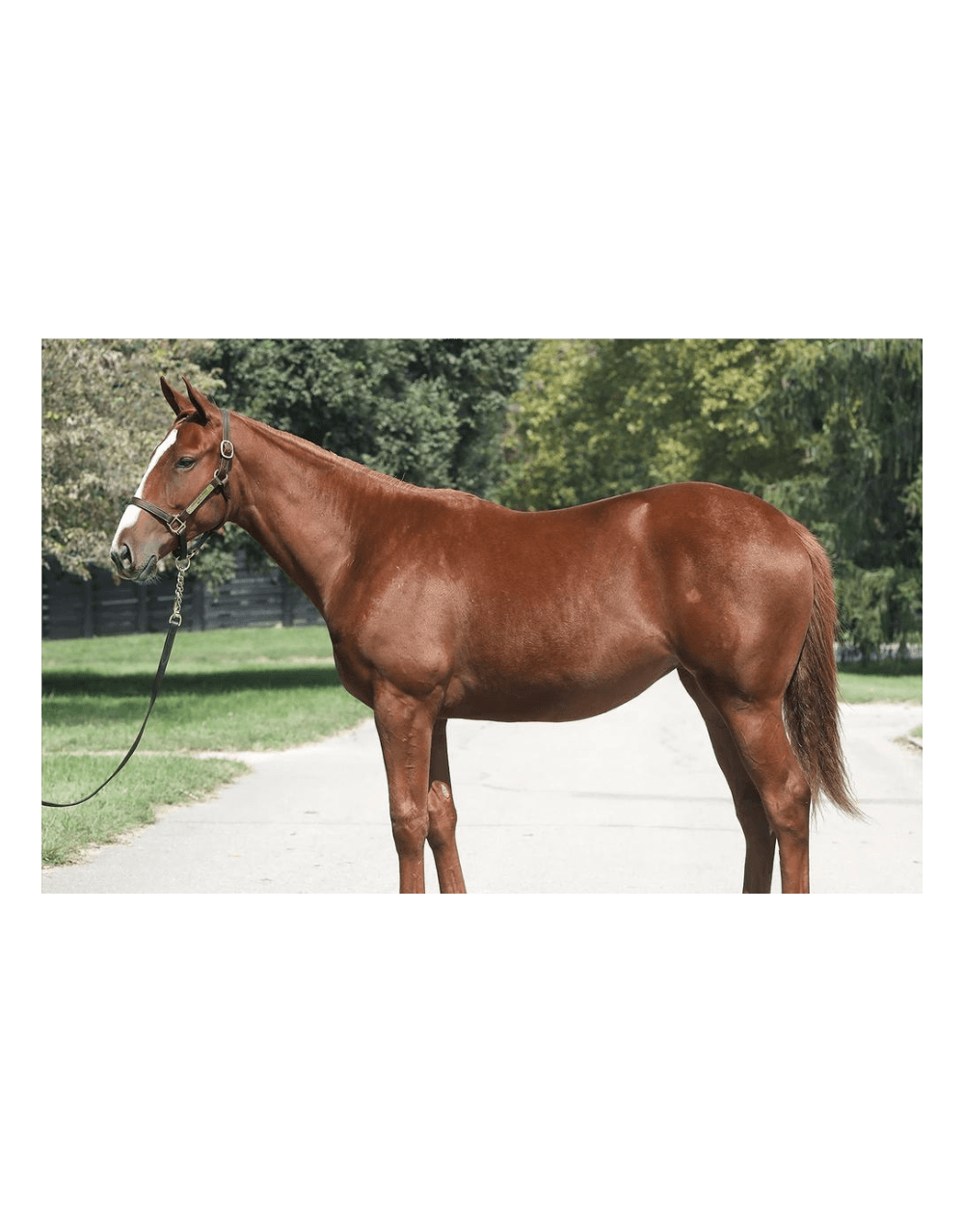 PINHOOK HIGH PROOF RYE 2022