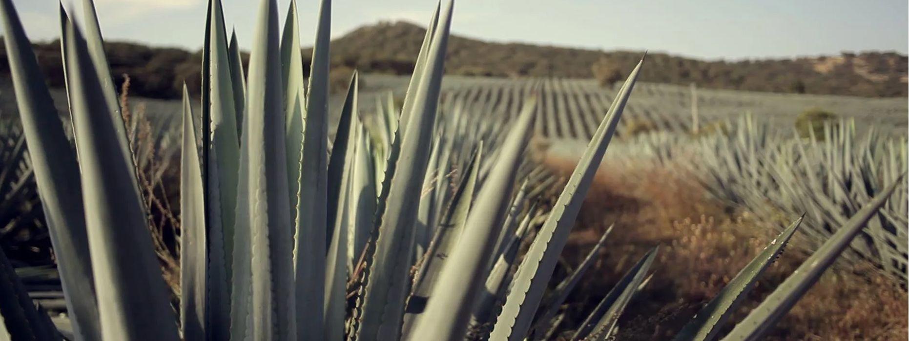 Paladar Tequila