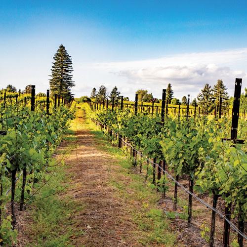 SCHRAMSBERG BRUT ROSÉ NAPA